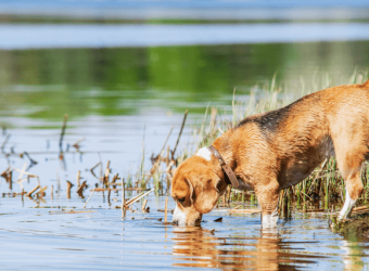 What Is Leptospirosis And How It Can Affect Your Dog